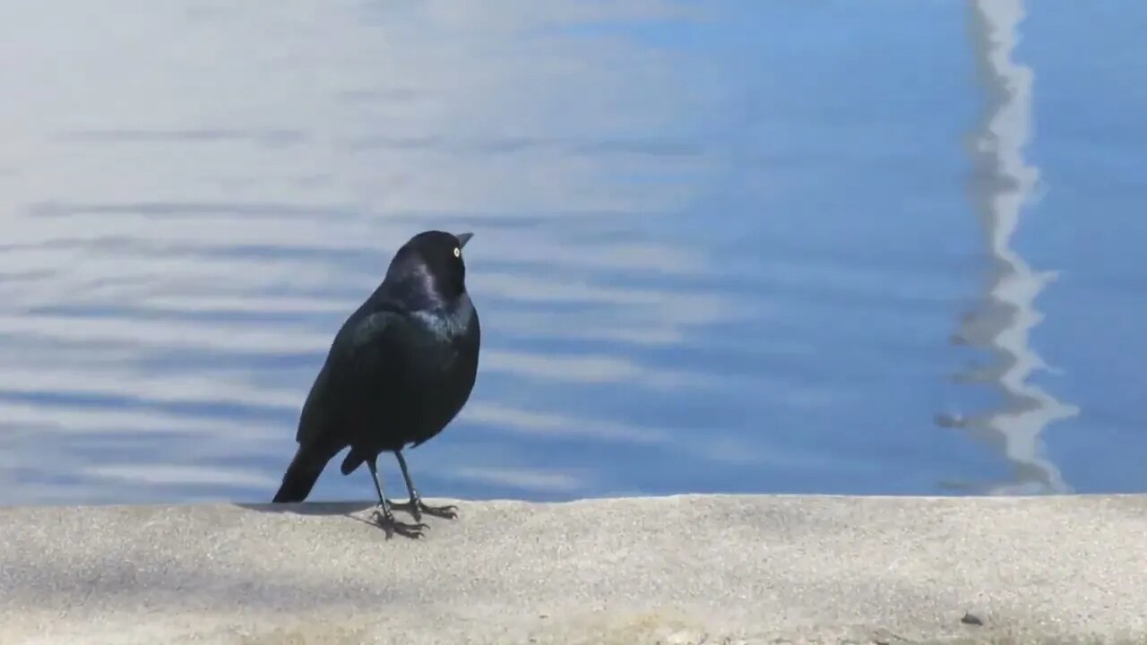 Black Bird Chirping Free stock footage Free HD Videos no copyright