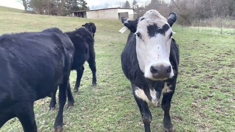 Black Cow Strut 🤩