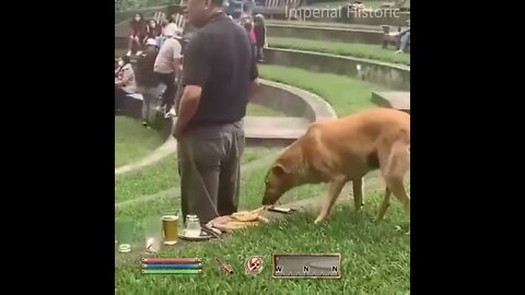 Rogue Doggo Sneak Lvl Max- Oblivion NPC