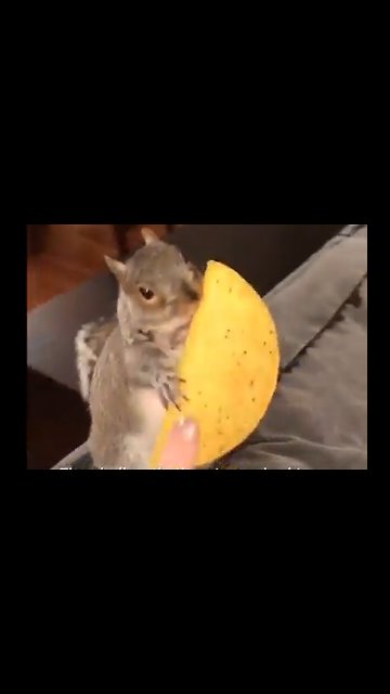 When tacos are life...