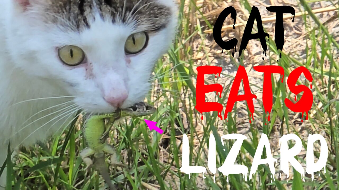 Cat eats lizard / a beautiful cat has caught and eaten a lizard.