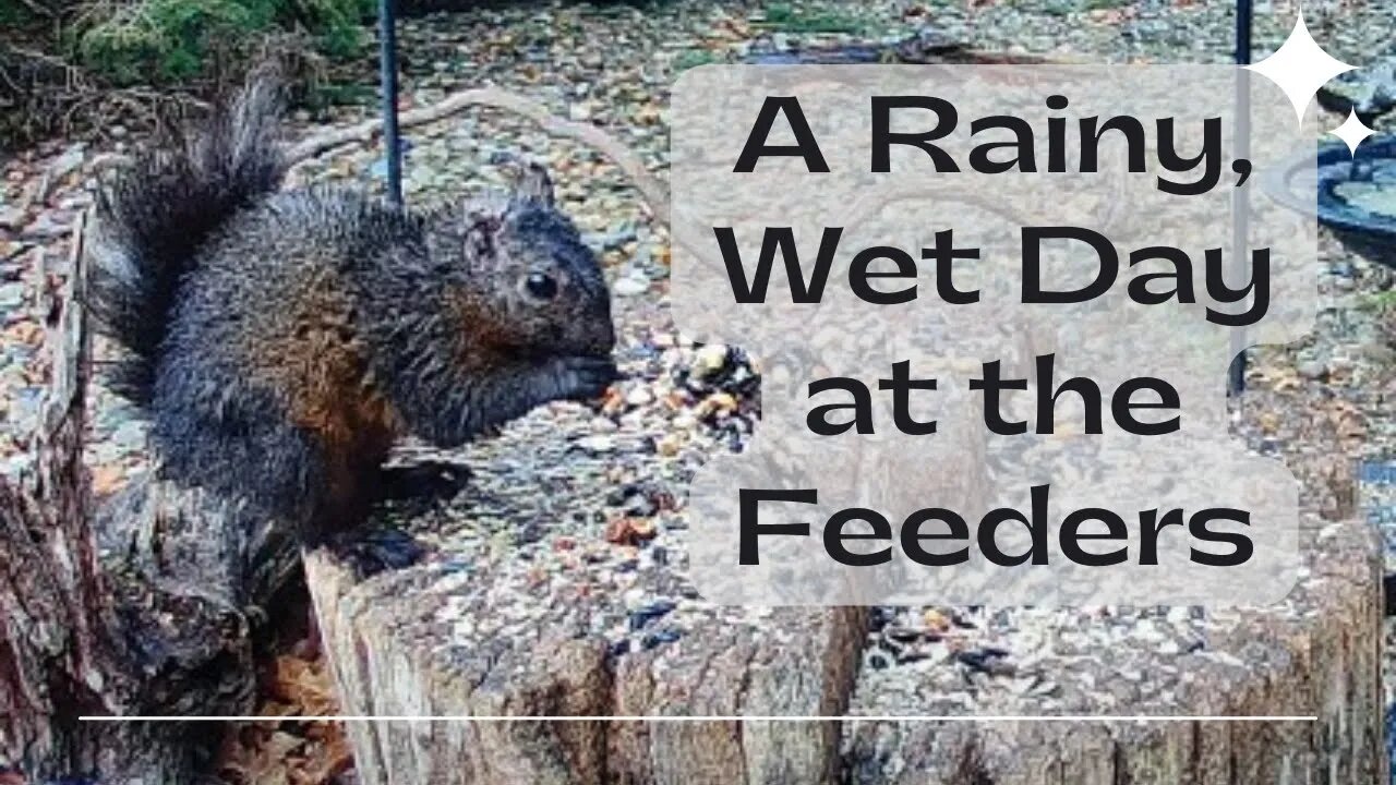 A Rainy Day With Some Soaking Wet Squirrels