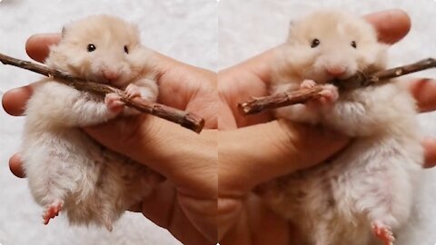 Hamster (Lily) is a musical genius