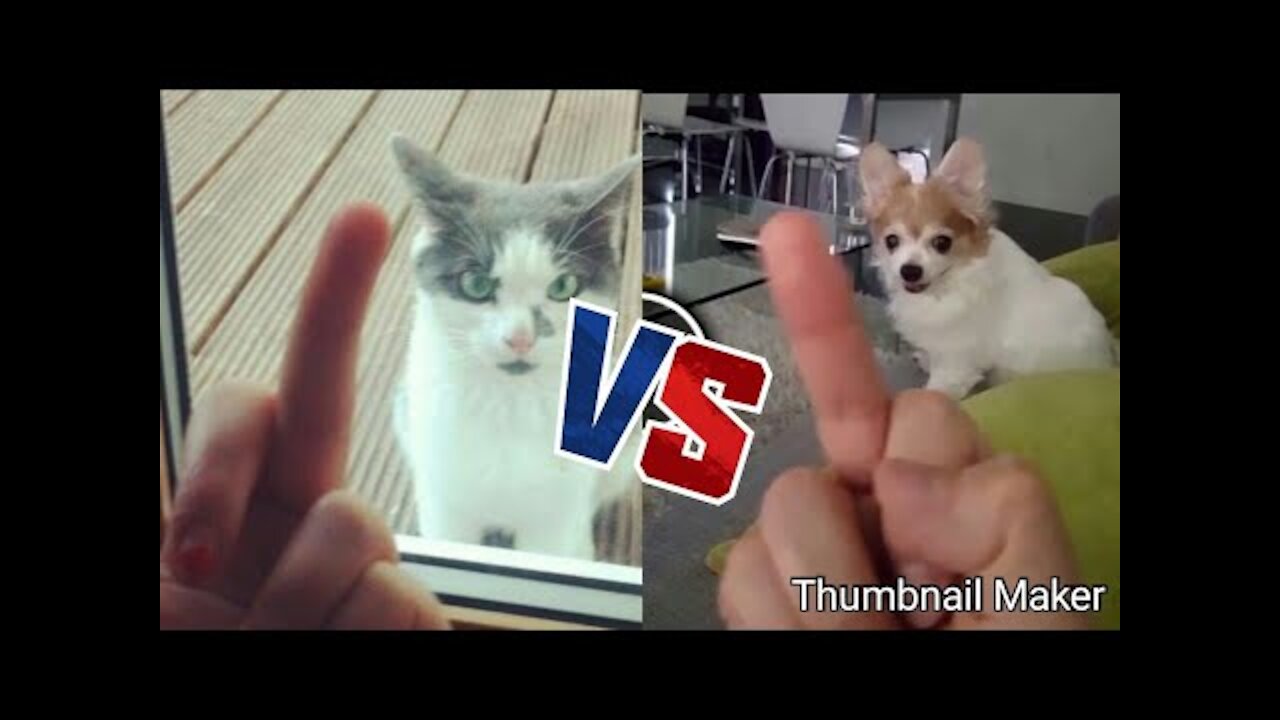 Dogs & Cats vs Middle Finger # 1 2019