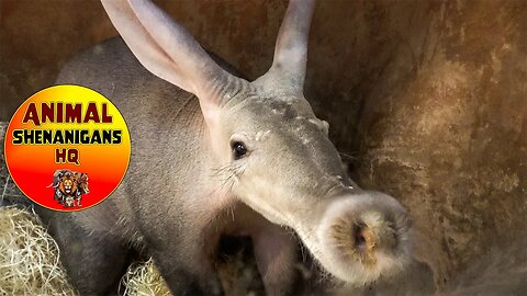 Amazing Aardvark Close up