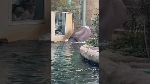 Hippos Olympic Diving #shorts #zoo #hippo #enterthecronic