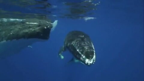 Sounds of Humpback whales and calf-4