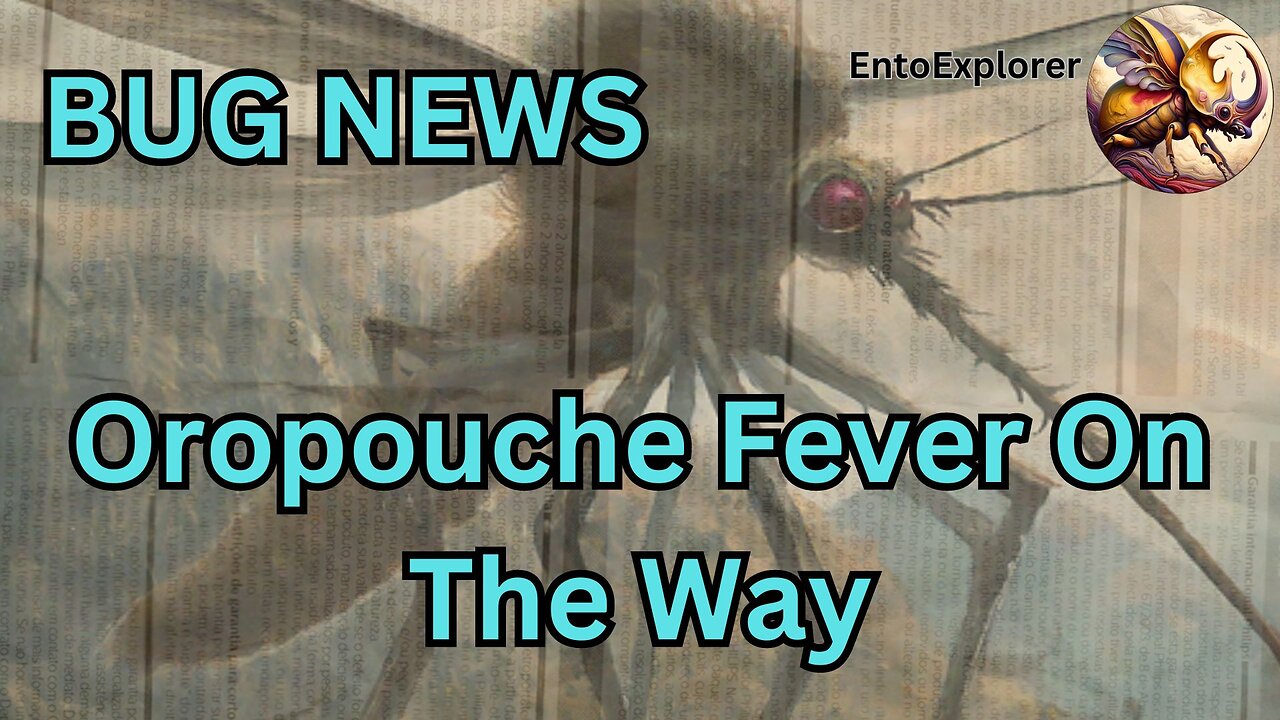 Bug News - New Mosquito Borne Virus Spreading - Oropouche Fever