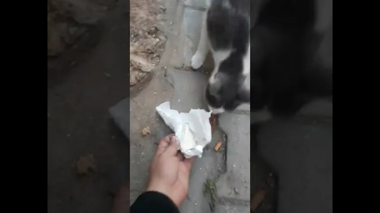 Stop Sniffing My Butt!! Stray Cats #shorts