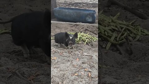 Jimmy having a snack