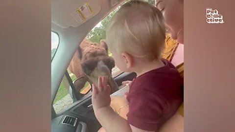 The FUNNIEST Pet Videos Of THE YEAR !😂 Best Compilation +75 Minutes
