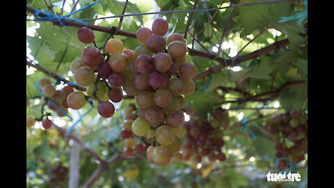 Vineyards laden with fruit are open to visit for free.