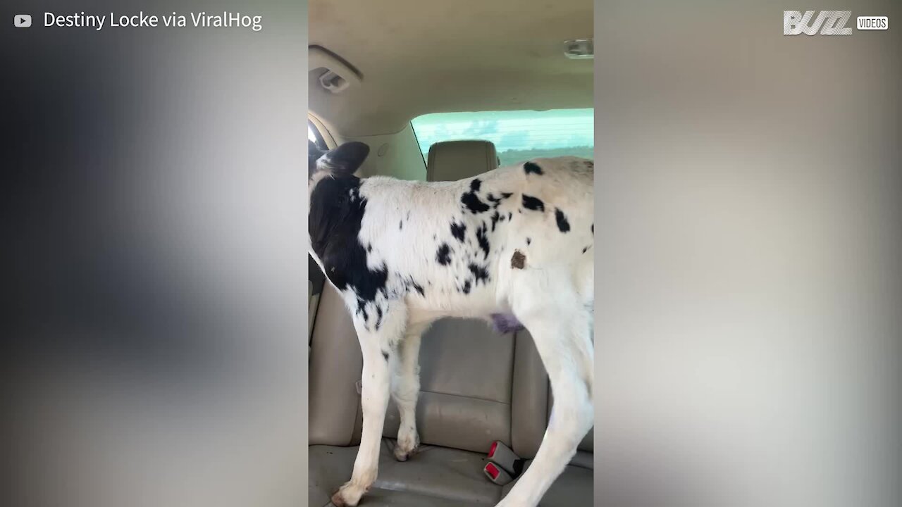 Calf acts like a dog in back seat of car