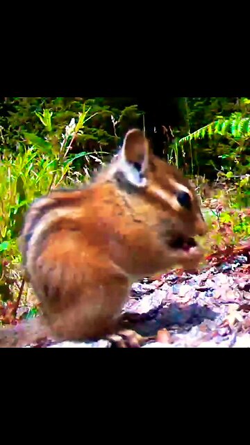 Chipmunk in the yard #chipmunk