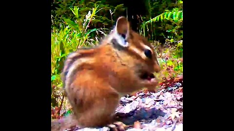 Chipmunk in the yard #chipmunk