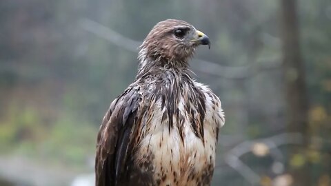 A Wet Hawk