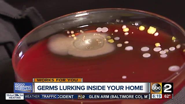 Which everyday items have the most bacteria that could make your family sick?