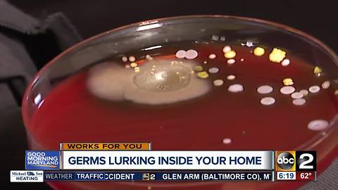 Which everyday items have the most bacteria that could make your family sick?
