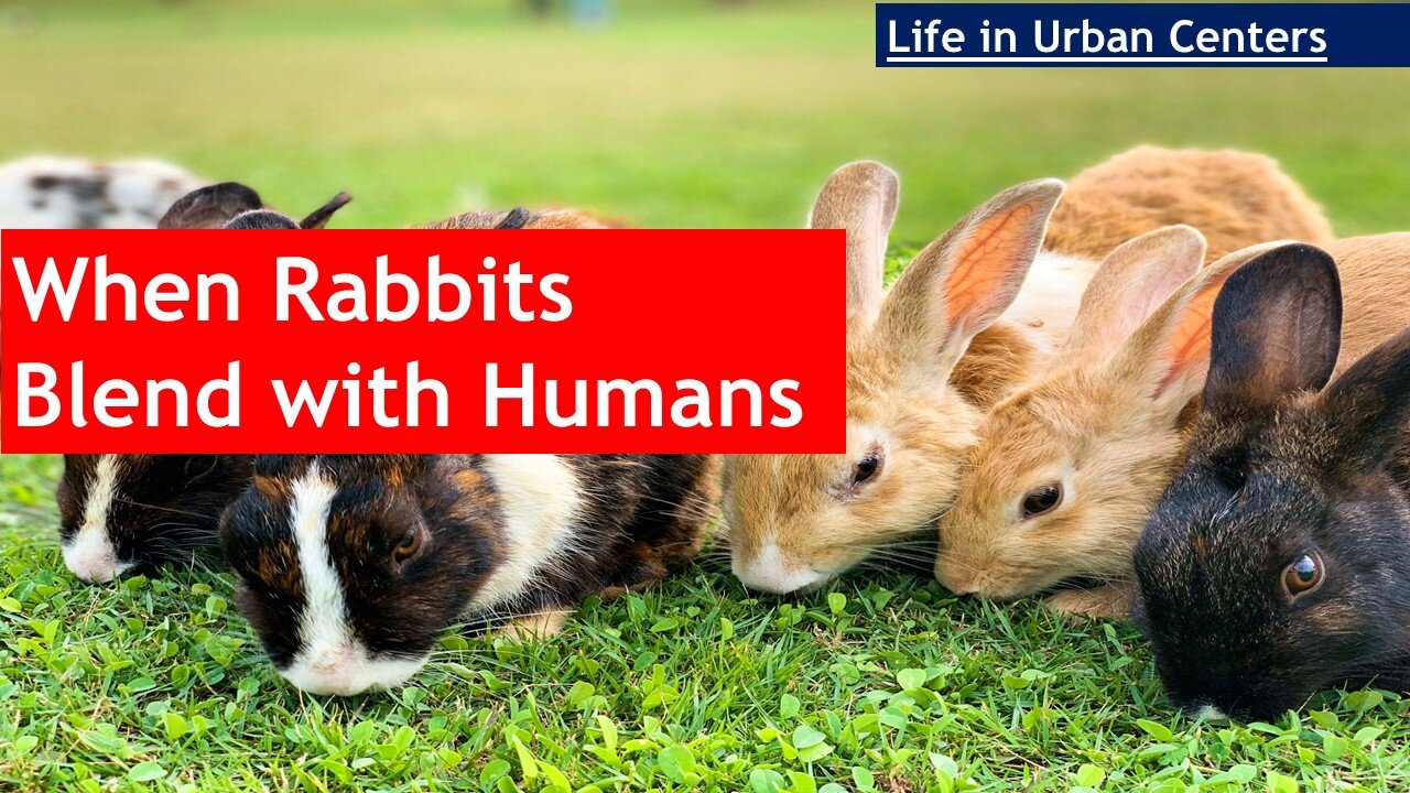 When Rabbits Blend With Humans