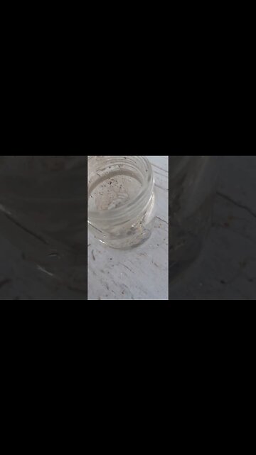 this Spider could have killed me. BLACK WIDOW #shorts #nature #animals