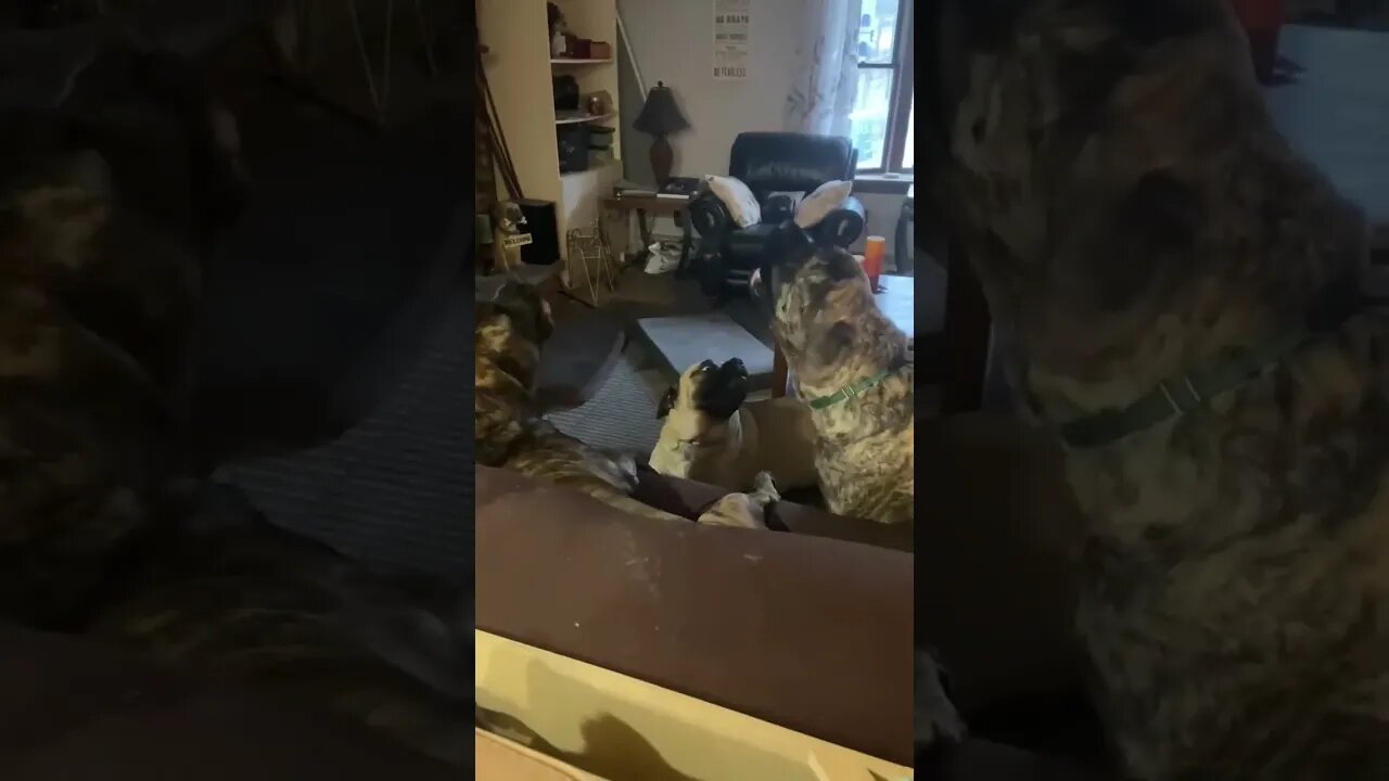 Colby, Lexus & Olive Singing! #mastiff #mastifflovers #dog #dogs #doglover #doglovers #puppy #singer