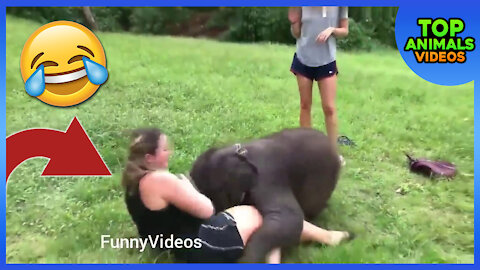 🔴 FUNNY ANIMALS VIDEOS | FUNNY GIRLS FAILS 👧 | FUNNY ZOO ANIMALS 😂🙉