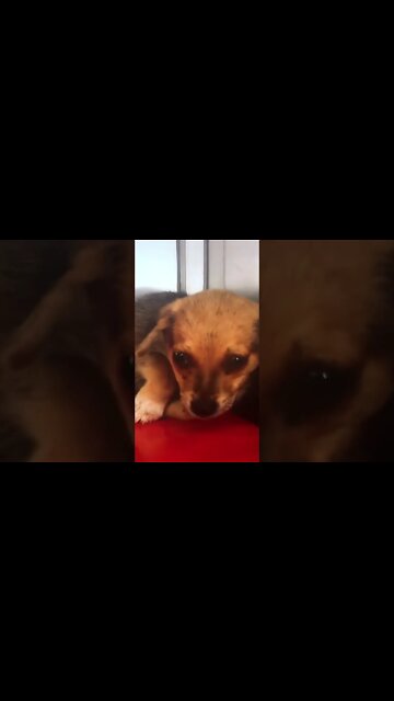 Rescue Puppy Gets New Home!!! #shorts