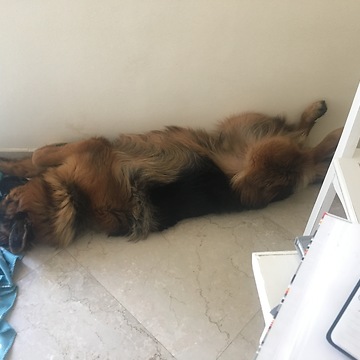 Cute dog falling asleep to his favorite song