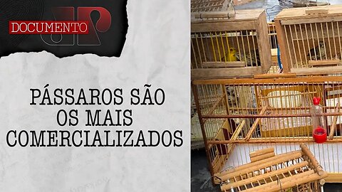 Criminosos vendem animais silvestres livremente na 'feira do rolo' em Sã Paulo | DOCUMENTO JP