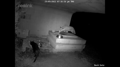 Black cat lets Fox take food