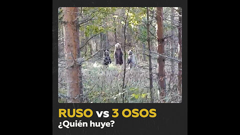 Encuentro con osos en el bosque termina de forma imprevista