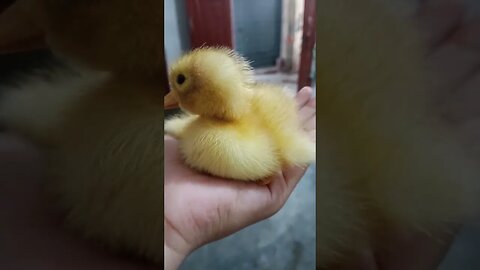 Baby Duck Born Today