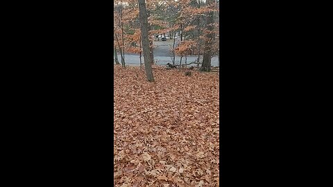 Lily playing in the leaves