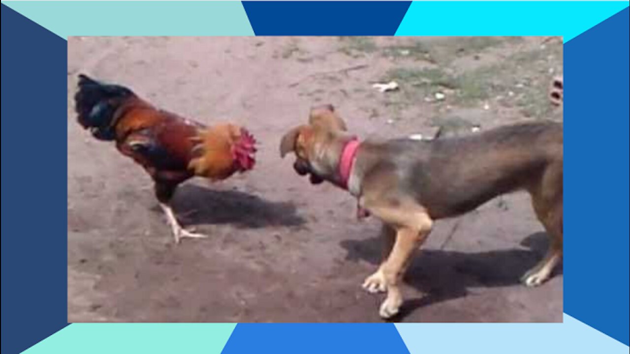 Chicken VS Dog Fight ROUND 1