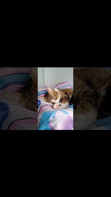 Cat Shows His Third Lid