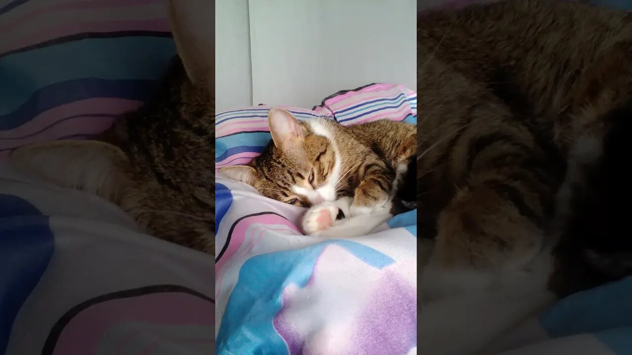 Cat Shows His Third Lid