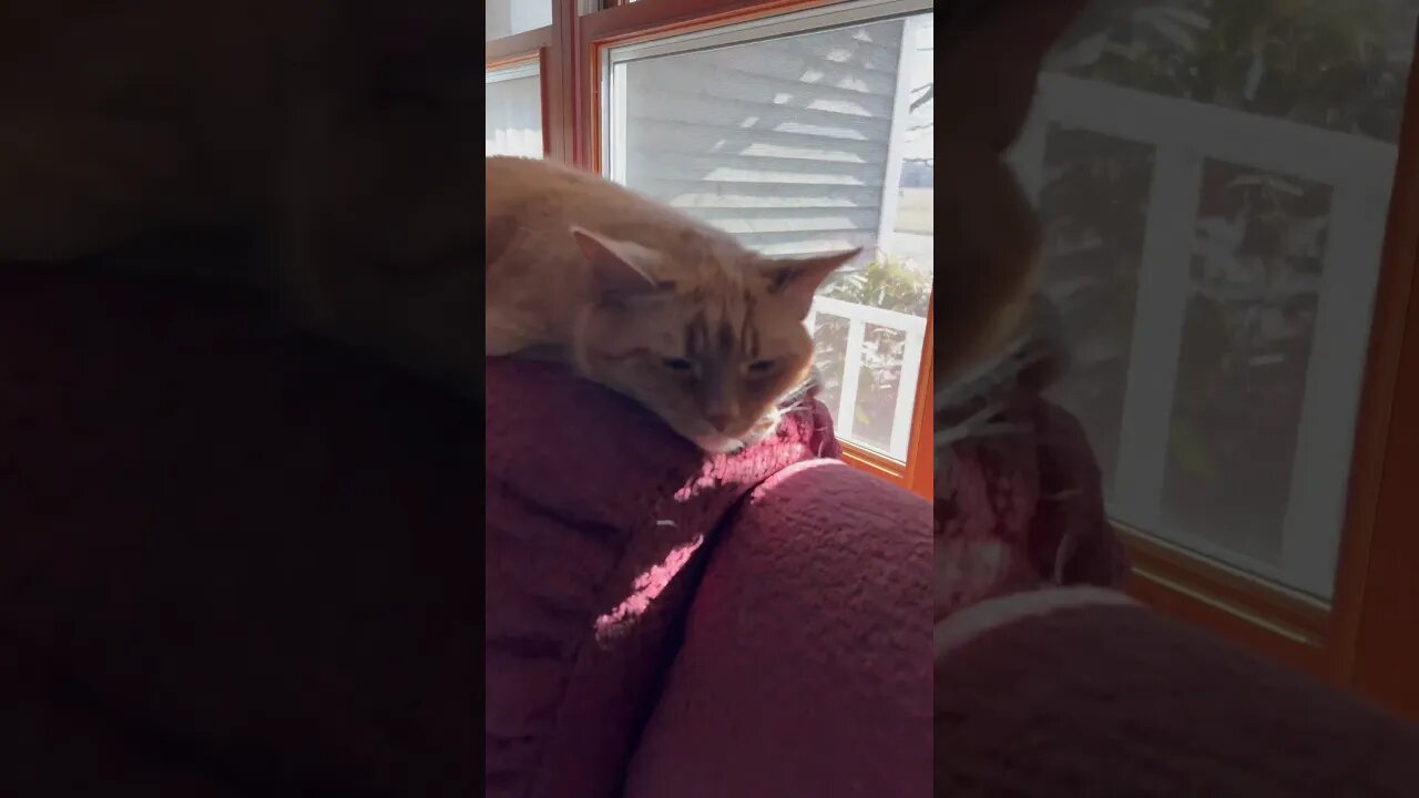 My Lazy Sunshine Cat