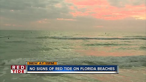 FWC report: Red tide not present on Florida beaches