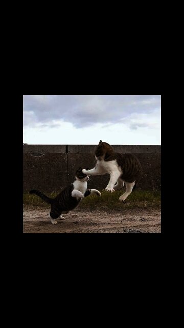 Funny Cats and Kittens Meowing Compilation #02 #shorts