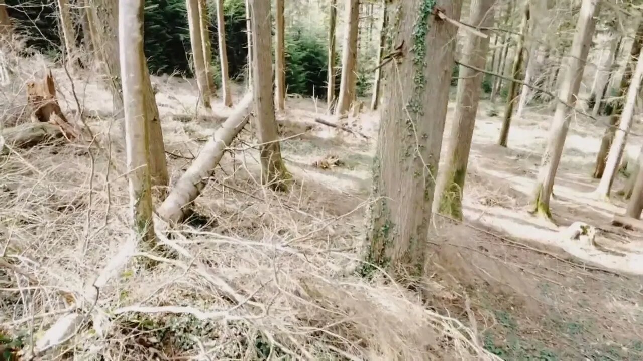 DJI MINI 2 Though the trees