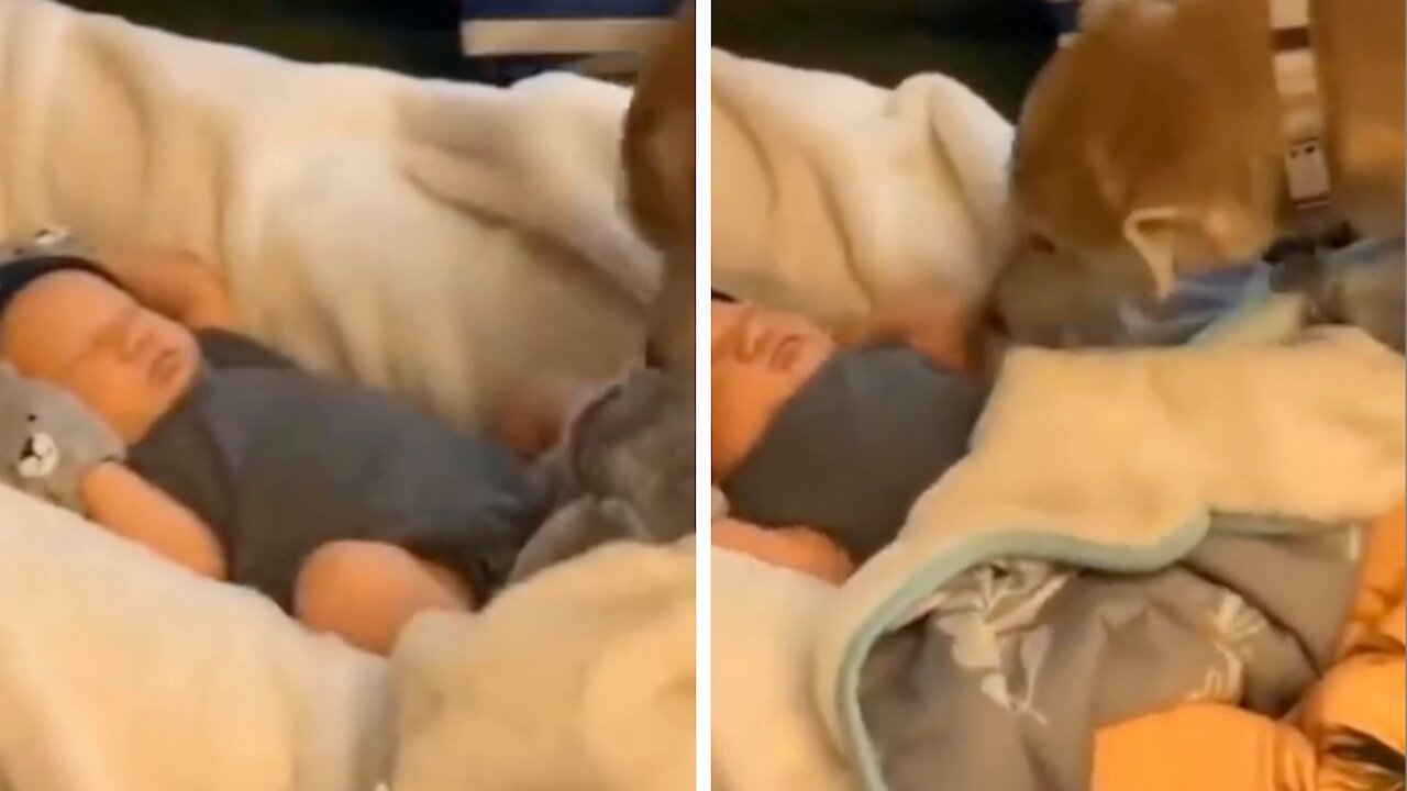 Dog protects a cute baby😍