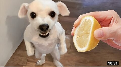 Most funniest animals videos