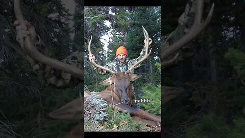 #hunting #huntingelk #shorts