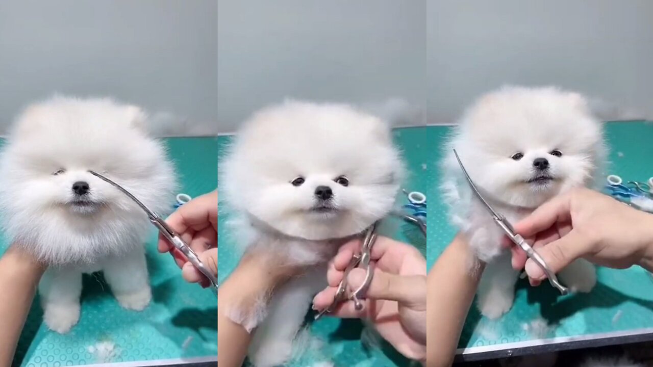 Pomeranian Cute🥰 Puppy Hair Cutting ✂️ || Nice Results