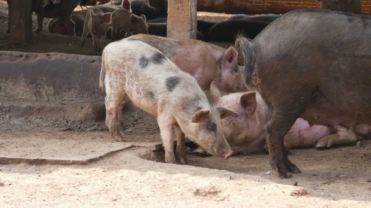 Close shot of female pig excreting, Excretion view of pigs in pigsty