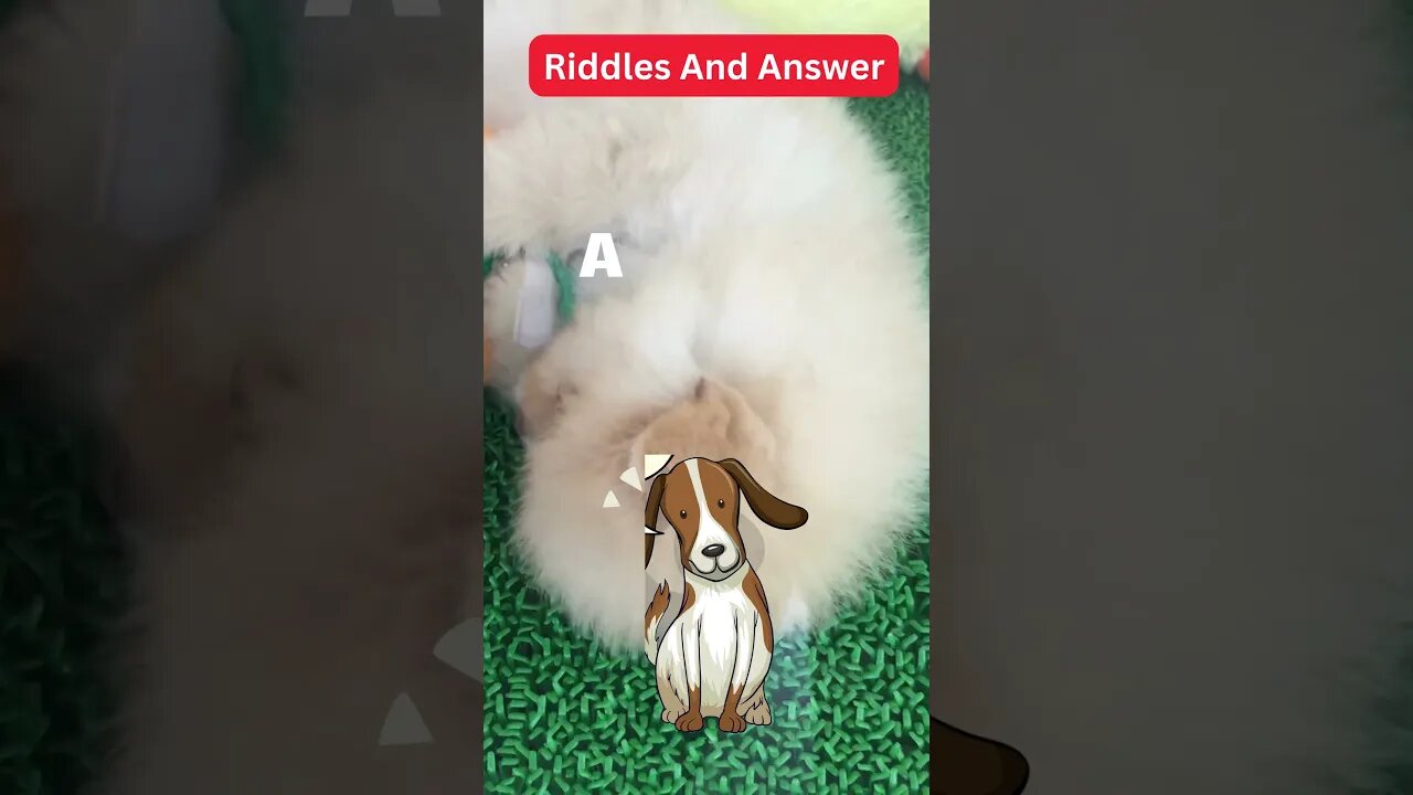 Dogs Riddle | Dogs Riddles in English | Riddles with Answer | Hard riddles | EP28 #shorts