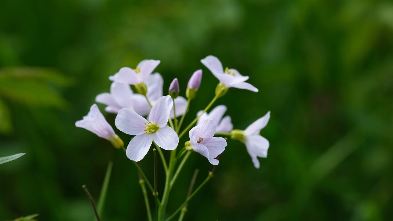 "Cuckoo Flower: The Delicate Beauty of Wetlands"