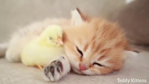 baby cat sleeps sweetly with the Chicken