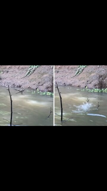 Here's why this animal is known as the 'Jesus lizard'