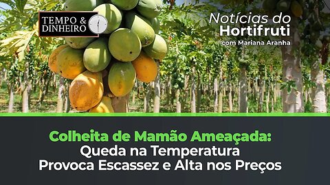 Queda na temperatura prejudica produção ao de mamão, preços sobem